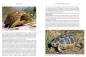 Preview: Field Guide to the Amphibians and Reptiles of Israel